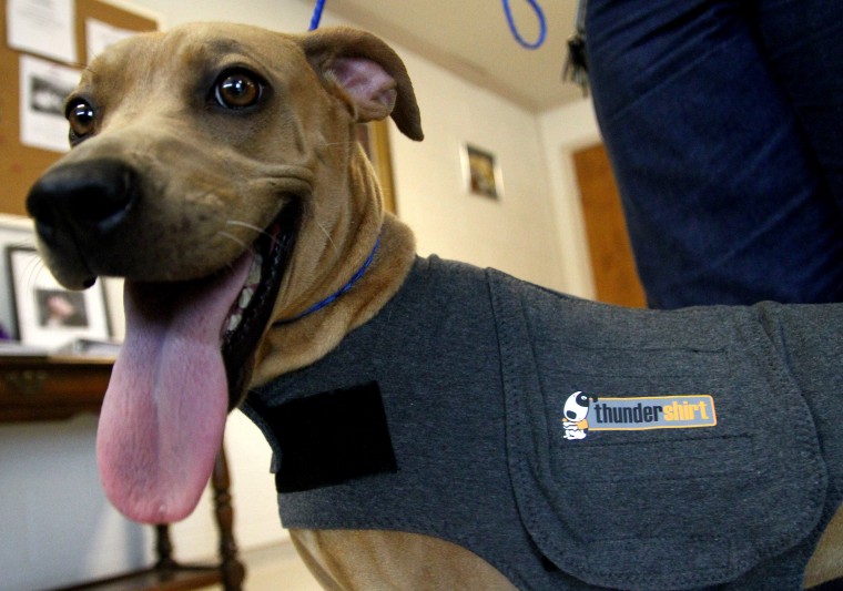Thundershirts for Cove dogs